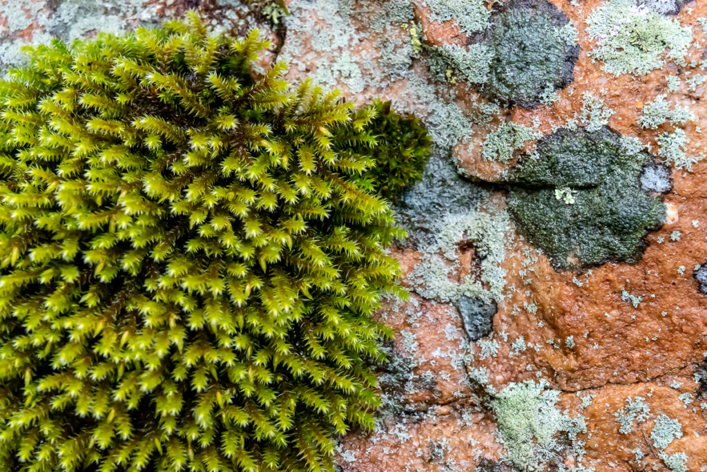 Colorful rock, moss, & lichens