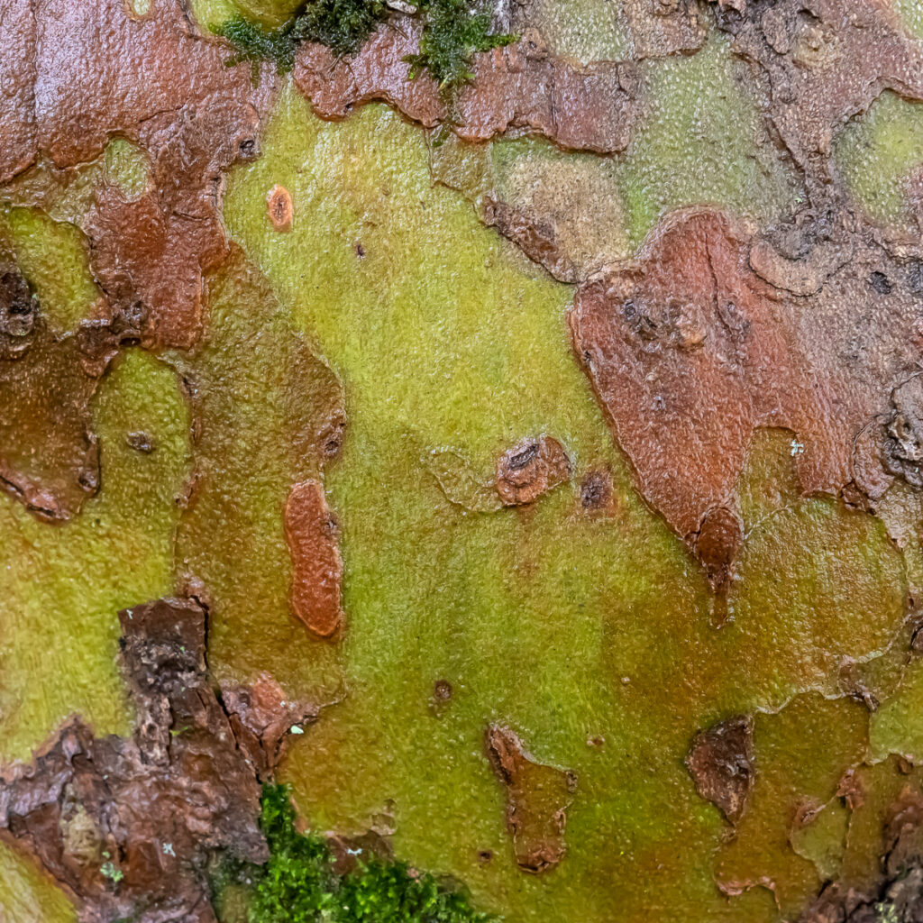 Colorful sycamore bark