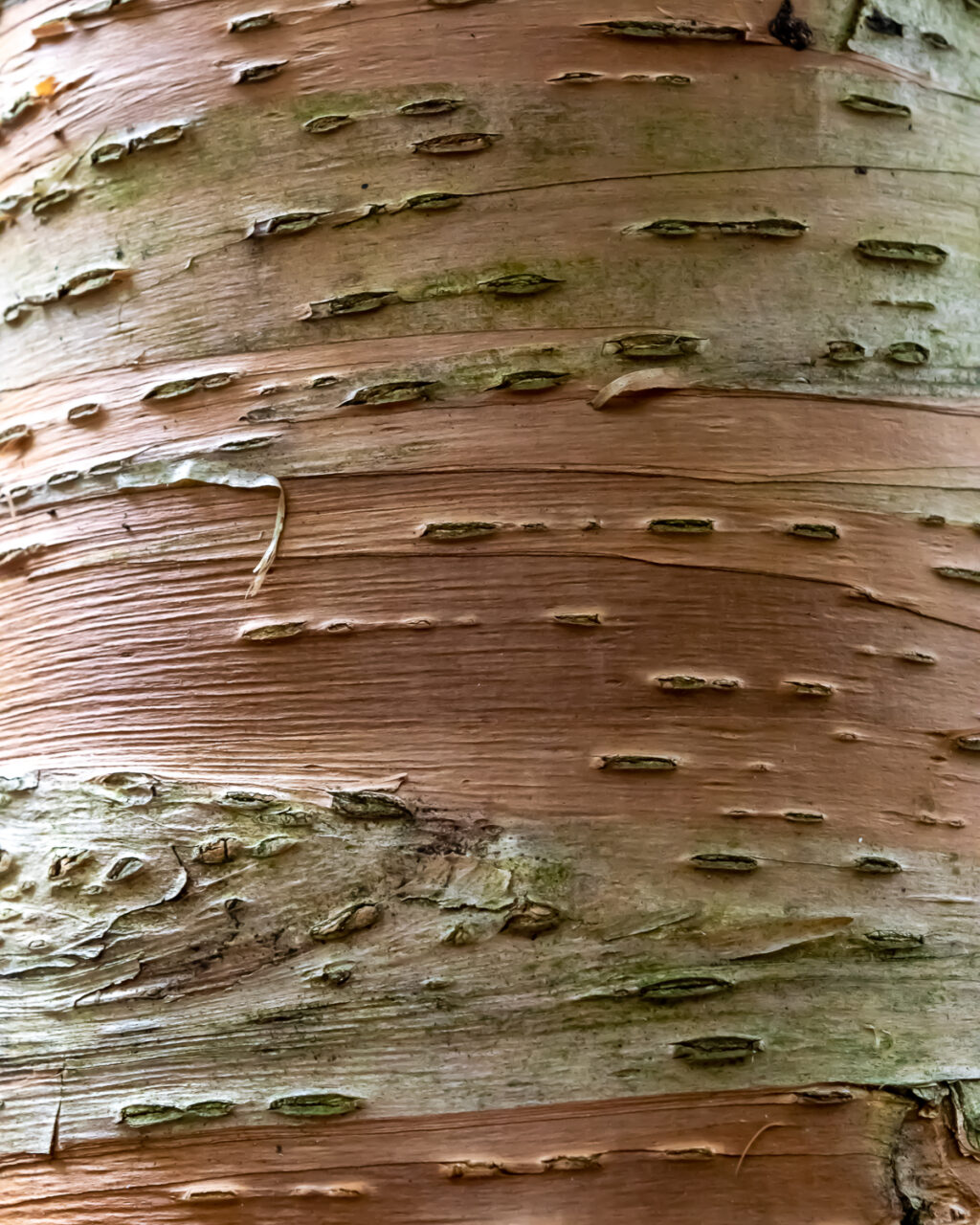 Colorful birch bark