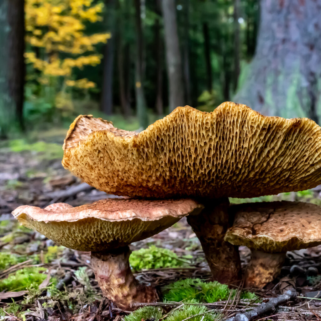 Group of 3 brown mushrooms