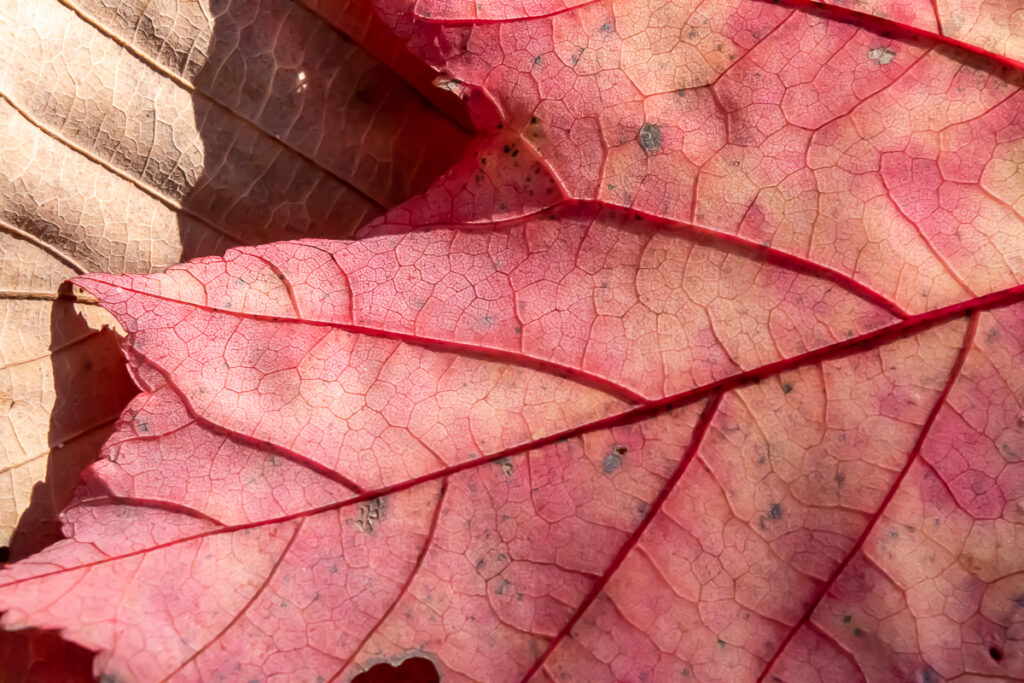 Red maple leaves