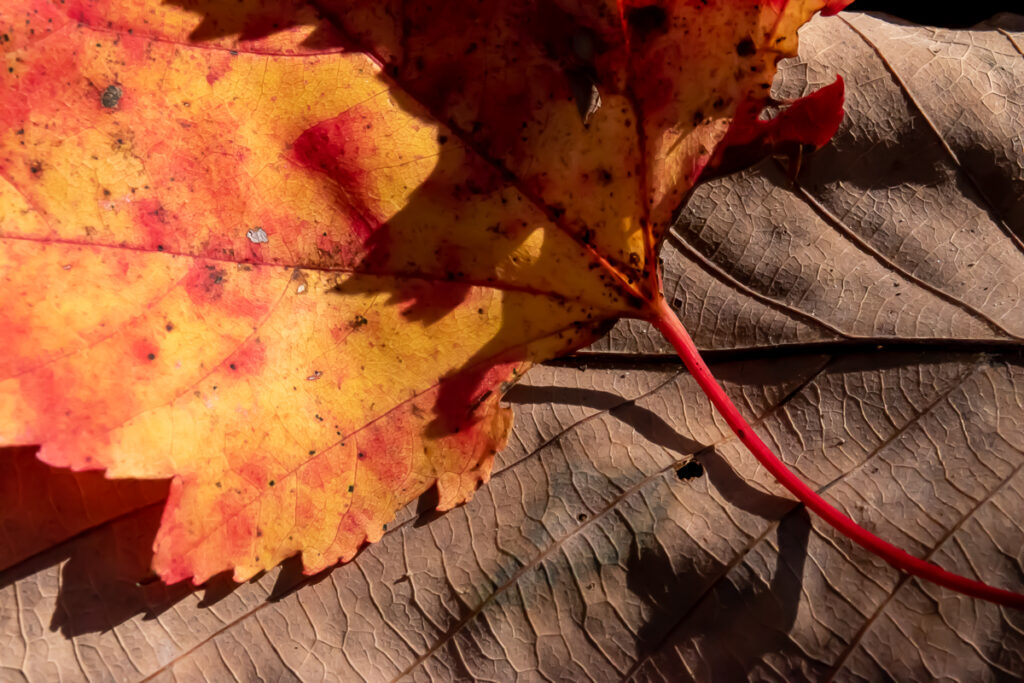 Red maple leaves